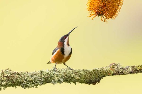Eastern-spinebill