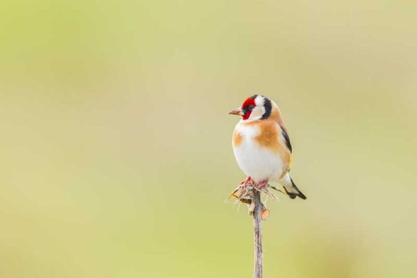 Goldfinch