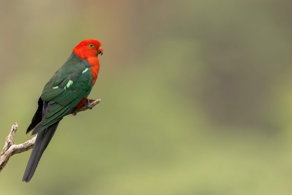 King Parrot