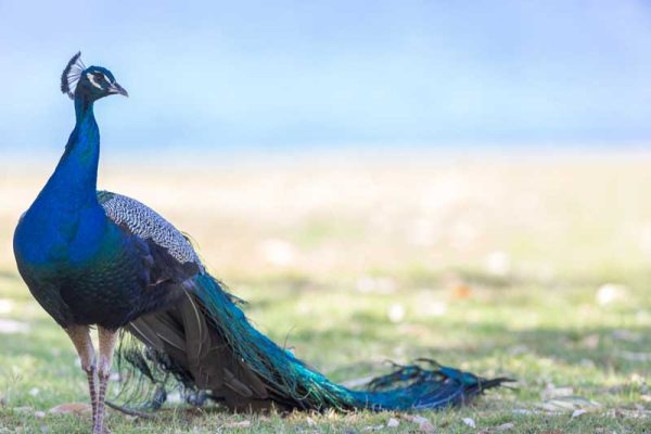 Peacock