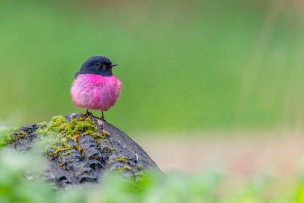 Pink-robin