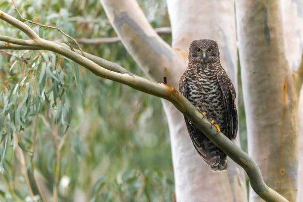 Powerful-Owl