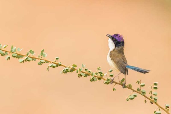 Purple-crowned-fairywren-Bird-