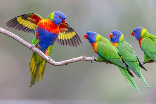 Rainbow-lorikeet