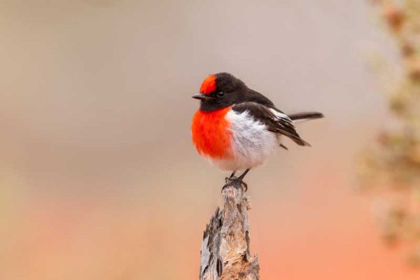 Red-capped-robin