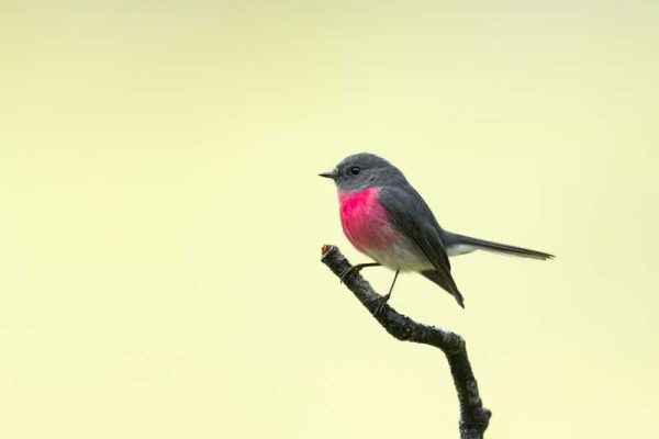 Rose-Robin