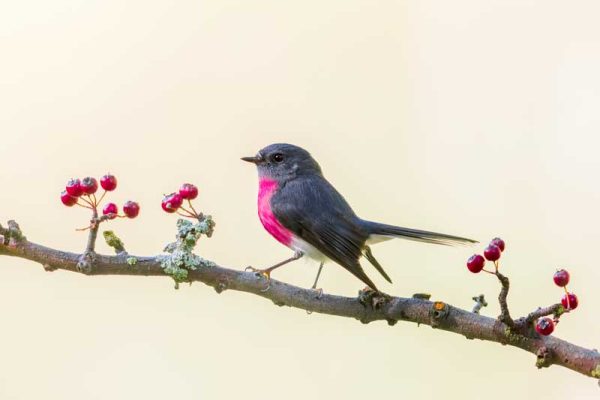 Rose-robin-2