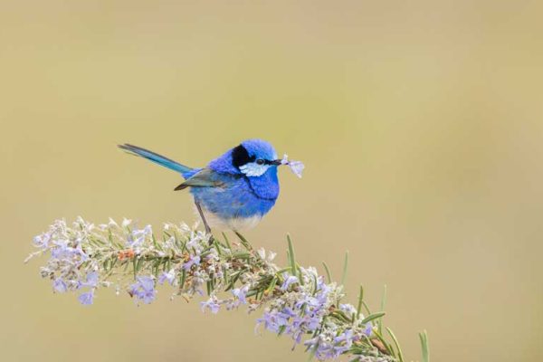Splendid-fairywren